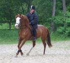 Suche Liebe Reitbeteiligung. 3